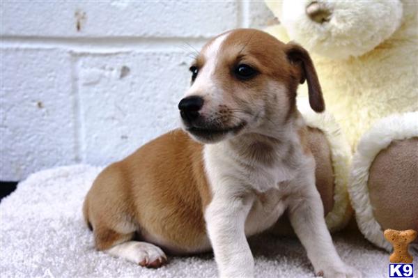 Jack Russell Terrier