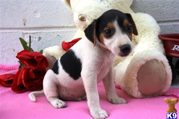 Jack Russell Terrier