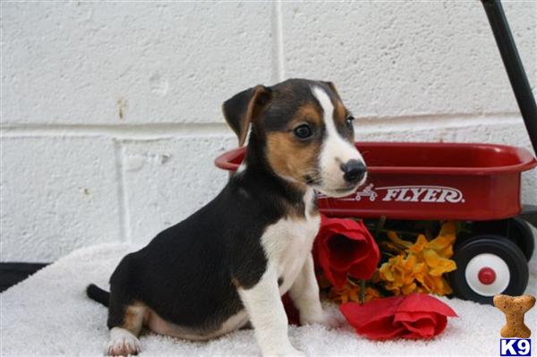 Jack Russell Terrier