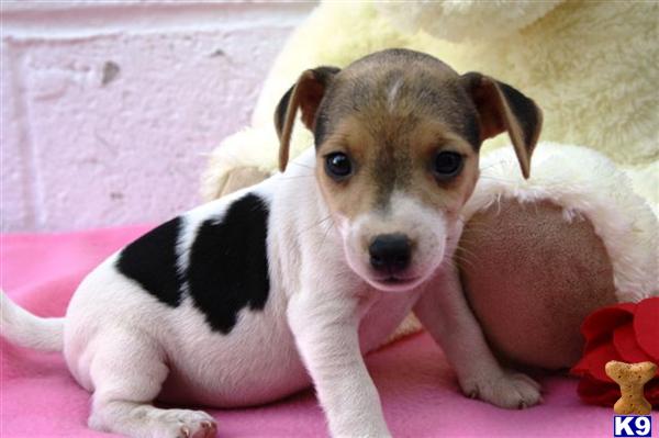 Jack Russell Terrier