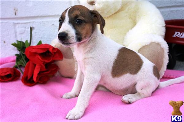 Jack Russell Terrier