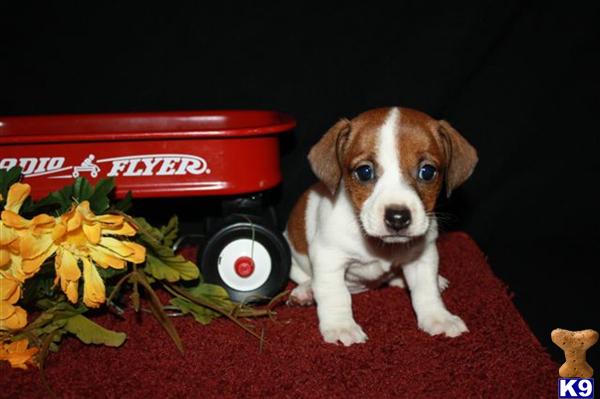 Jack Russell Terrier