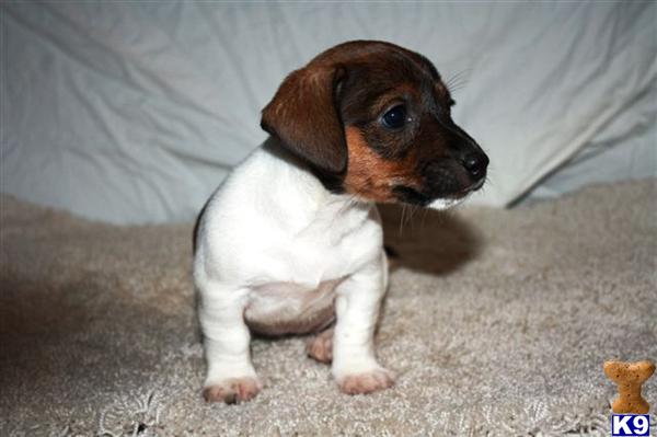 Jack Russell Terrier