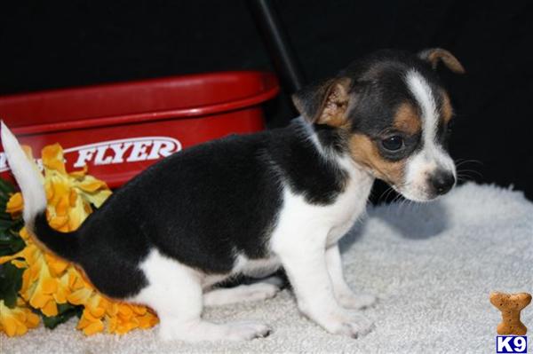 Jack Russell Terrier