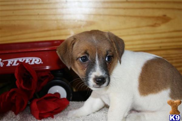 Jack Russell Terrier