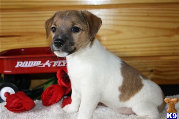 Jack Russell Terrier