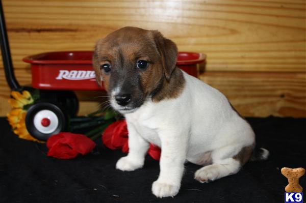 Jack Russell Terrier