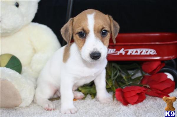 Jack Russell Terrier