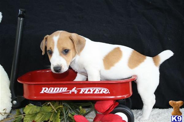 Jack Russell Terrier