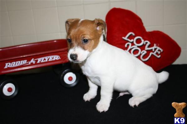 Jack Russell Terrier