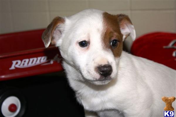 Jack Russell Terrier