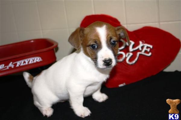 Jack Russell Terrier