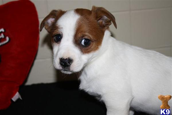 Jack Russell Terrier