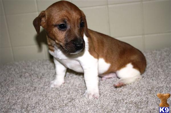 Jack Russell Terrier