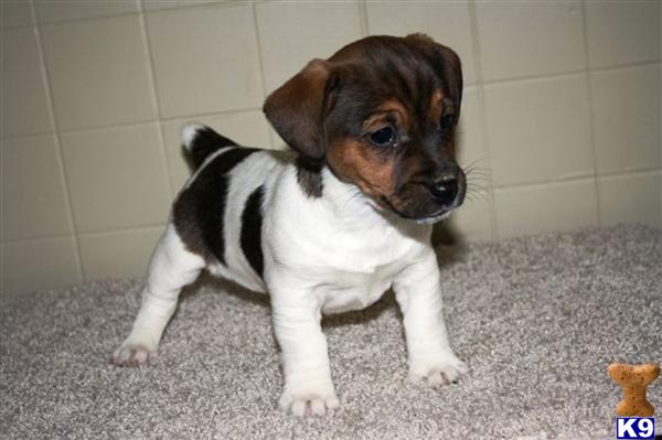 Jack Russell Terrier