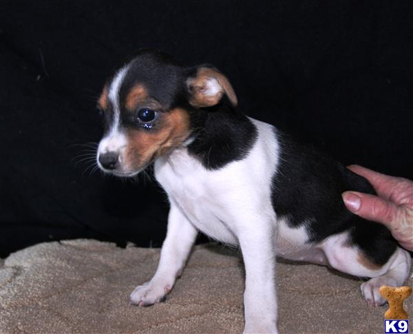 Jack Russell Terrier