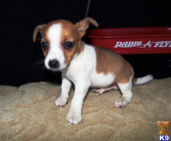 Jack Russell Terrier