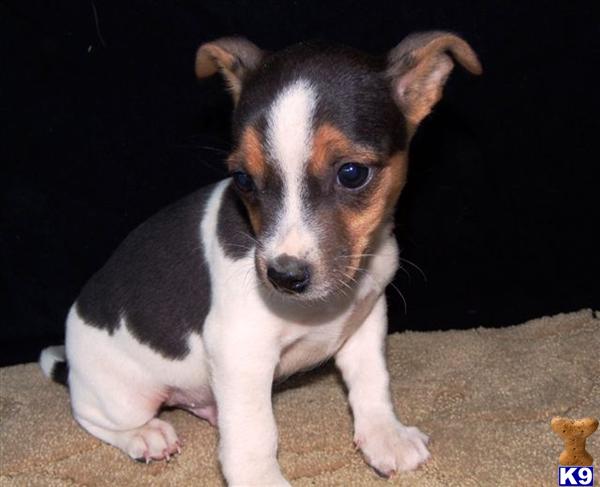 Jack Russell Terrier