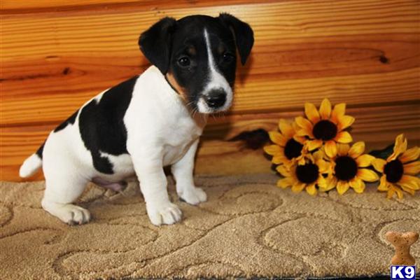 Jack Russell Terrier