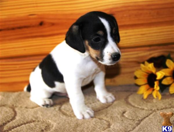 Jack Russell Terrier