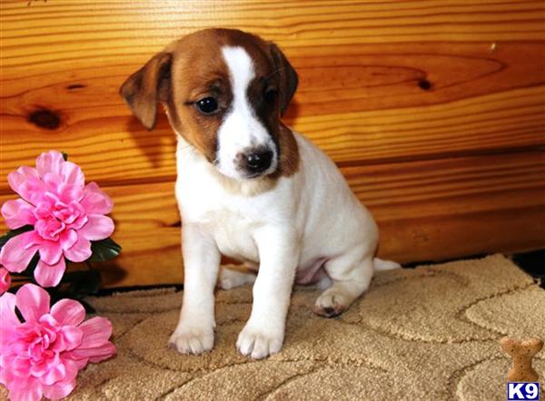 Jack Russell Terrier