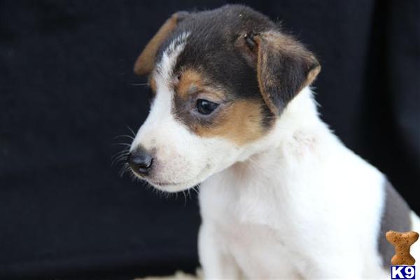 Jack Russell Terrier