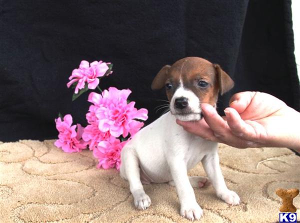 Jack Russell Terrier