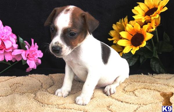 Jack Russell Terrier