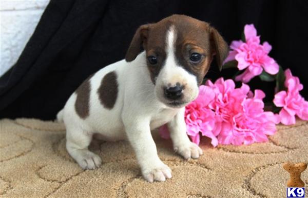 Jack Russell Terrier