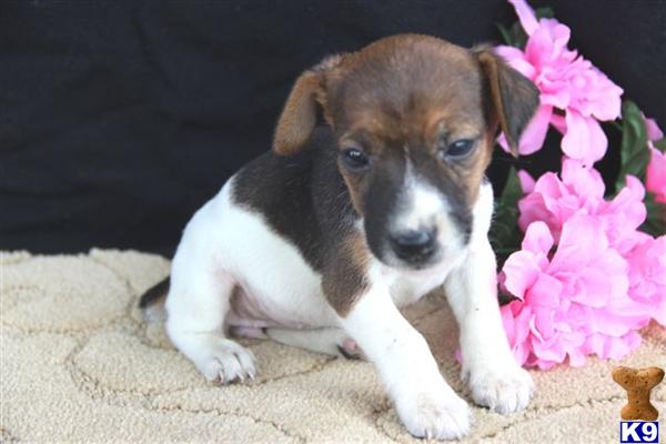 Jack Russell Terrier