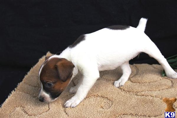 Jack Russell Terrier