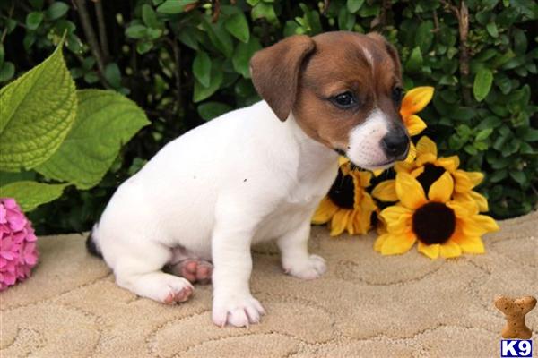 Jack Russell Terrier