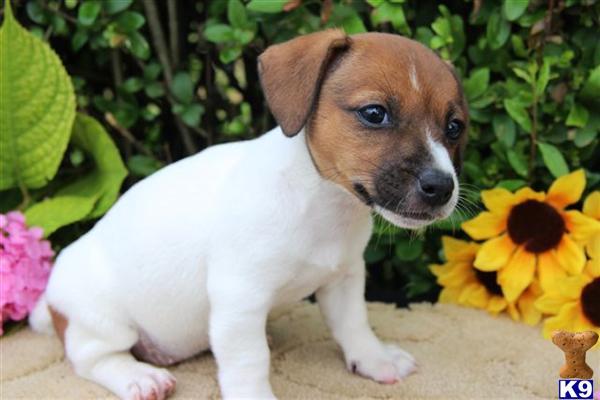 Jack Russell Terrier