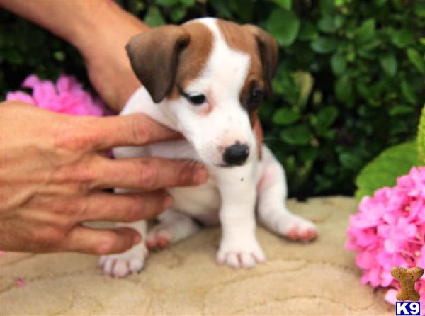 Jack Russell Terrier