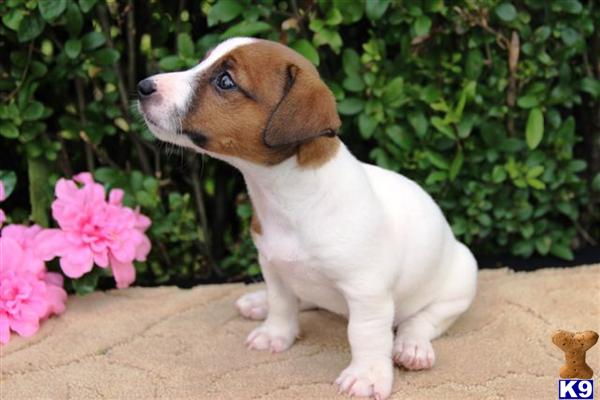 Jack Russell Terrier