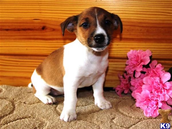 Jack Russell Terrier