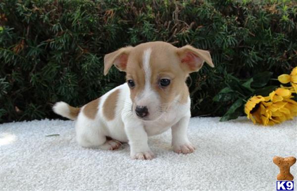 Jack Russell Terrier