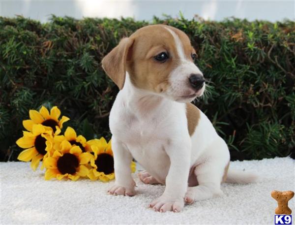 Jack Russell Terrier