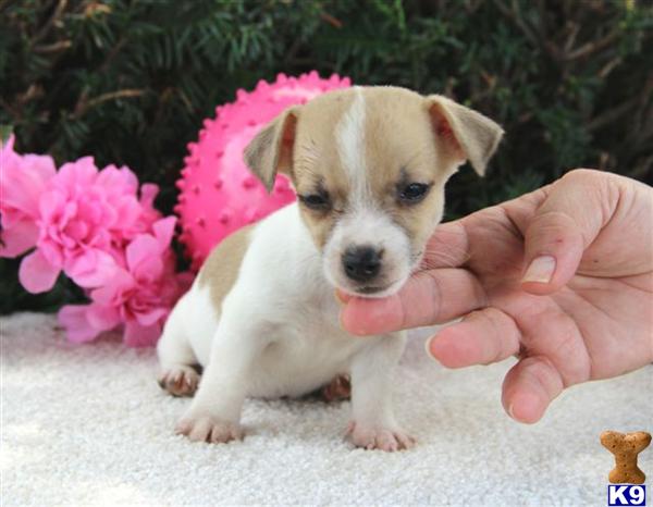 Jack Russell Terrier