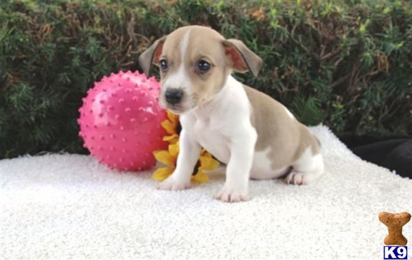 Jack Russell Terrier