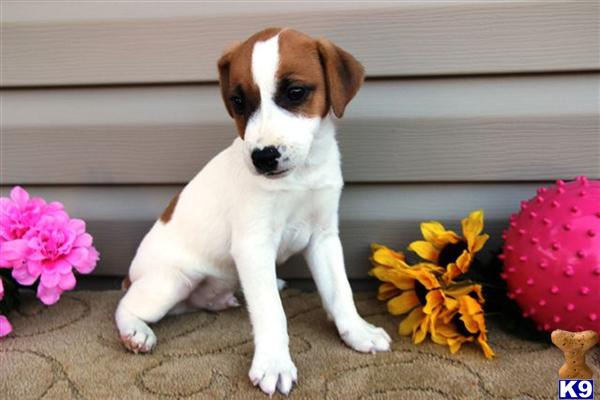 Jack Russell Terrier