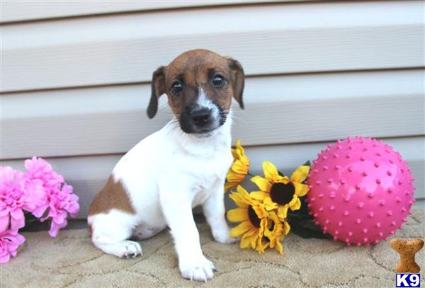 Jack Russell Terrier