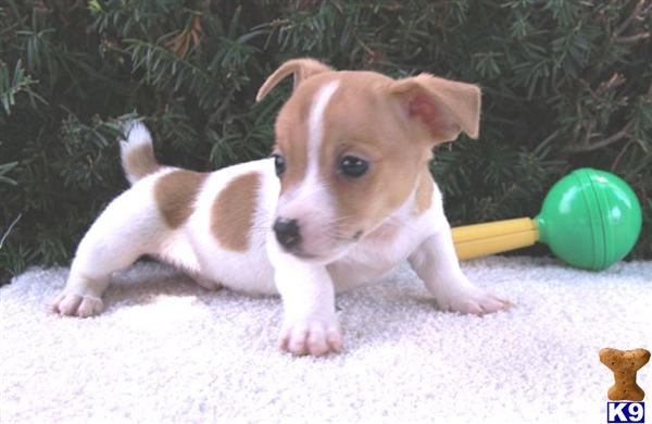 Jack Russell Terrier