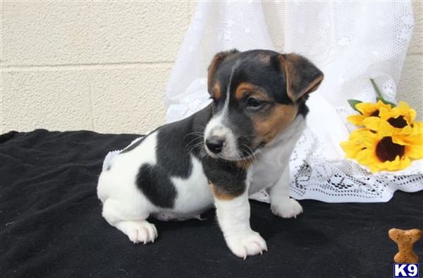 Jack Russell Terrier