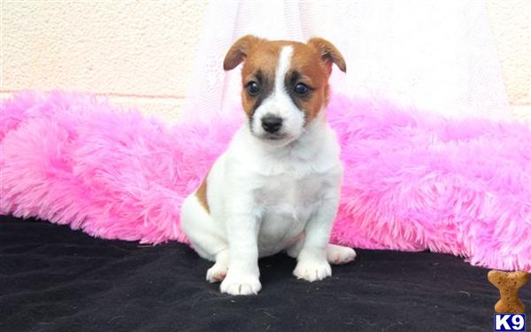 Jack Russell Terrier