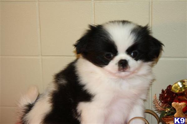 Japanese Chin