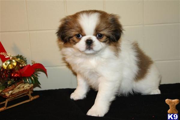 Japanese Chin