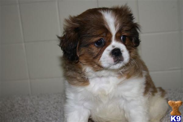 Japanese Chin