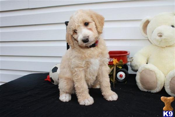 Labradoodle