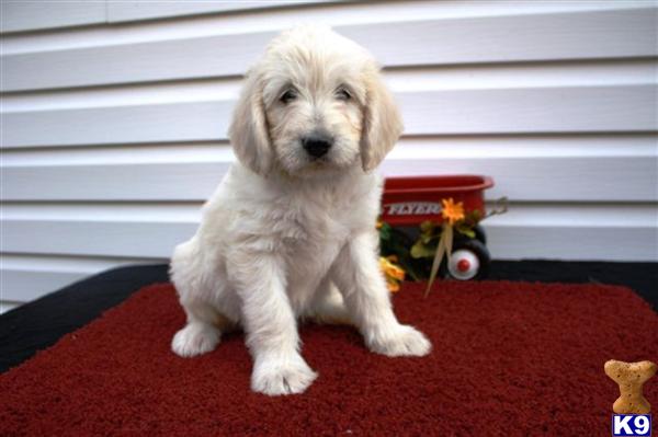 Labradoodle